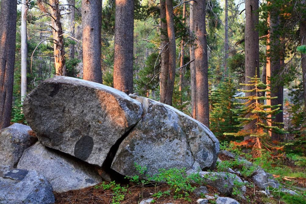 Magical Forest Art | Tony Pagliaro Gallery