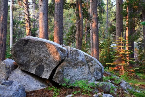 Magical Forest Art | Tony Pagliaro Gallery