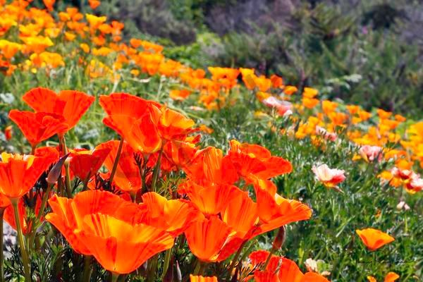 Big Sur Poppies Art | Tony Pagliaro Gallery
