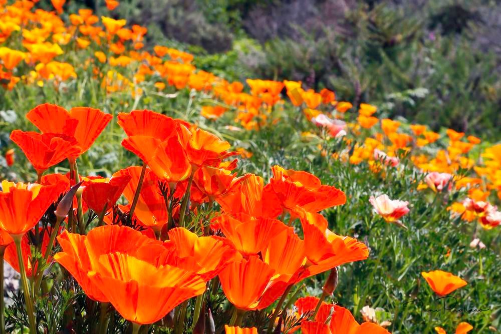 Big Sur Poppies Art | Tony Pagliaro Gallery