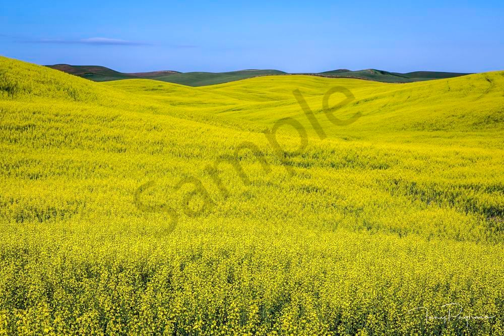 Canola Sea   Palouse, Wa Art | Tony Pagliaro Gallery