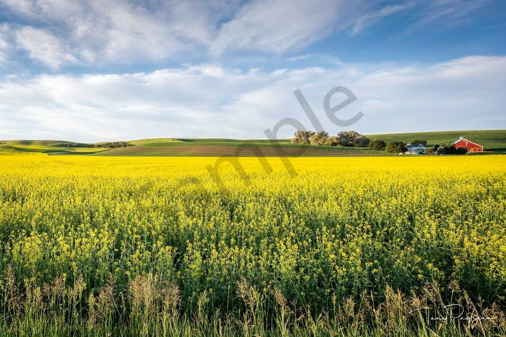 Canola Farm   Palouse, Wa Art | Tony Pagliaro Gallery