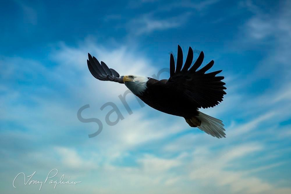 Majestic Eagle Art | Tony Pagliaro Gallery