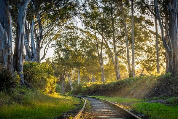 Into The Light Art | Tony Pagliaro Gallery
