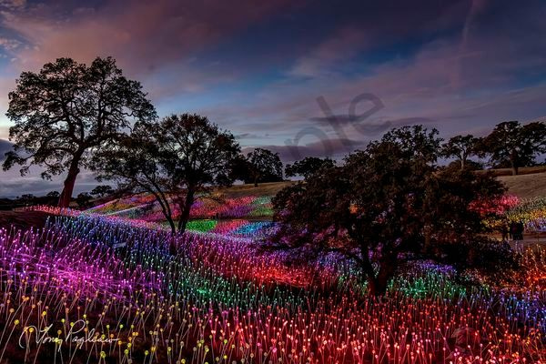 Twilight Enchantment Art | Tony Pagliaro Gallery