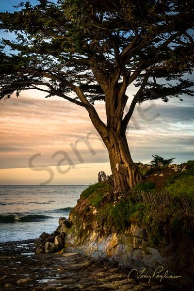 Cypress Tree Art | Tony Pagliaro Gallery