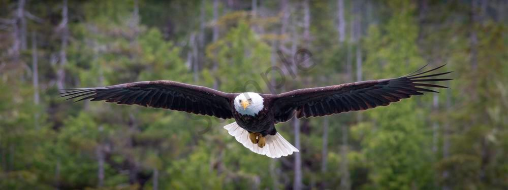 Eagle In Flight Art | Tony Pagliaro Gallery