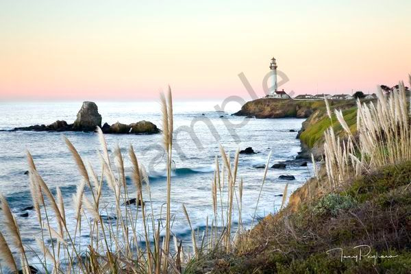 Pampas Grass & Pigeon Point Lighthouse Art | Tony Pagliaro Gallery