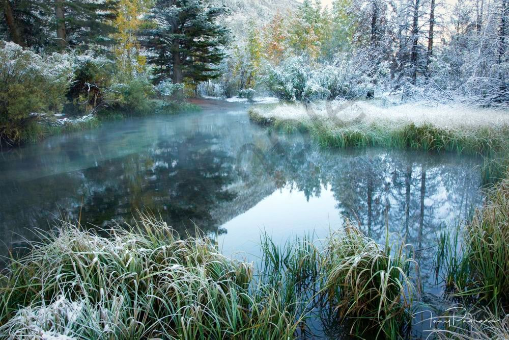 Winter Magic Art | Tony Pagliaro Gallery