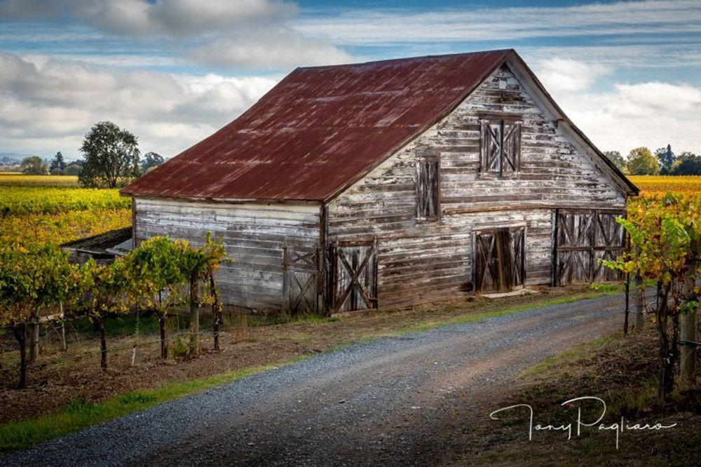 Sonoma Barn Art | Tony Pagliaro Gallery
