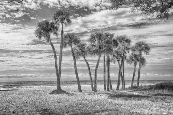 Anna Maria Peace Photography Art | Photographer David Wilson, LLC