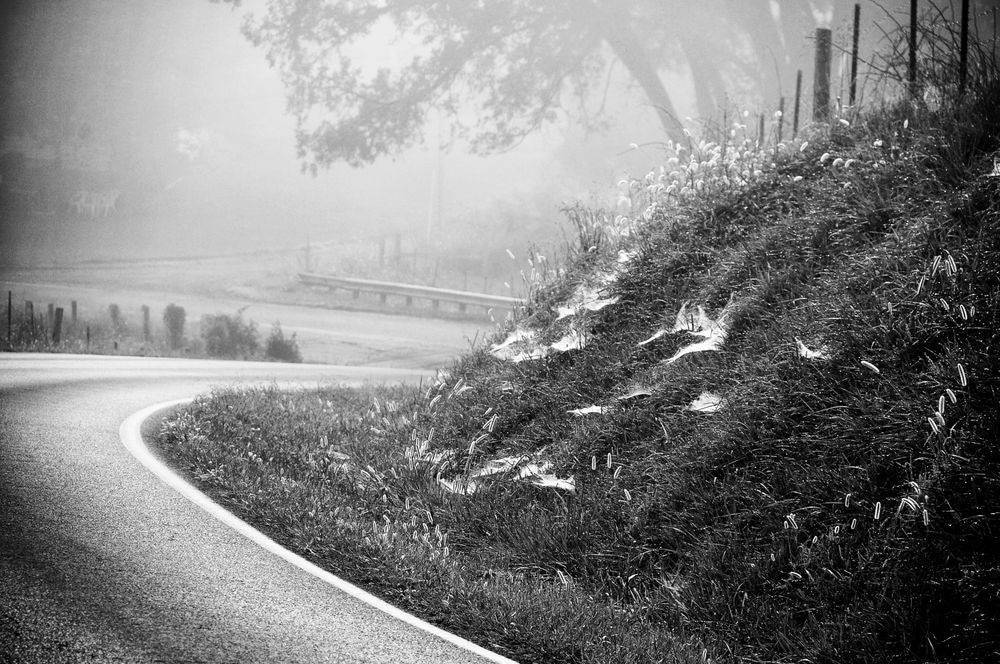 Three Springs Rd In Fog Photography Art | Photographer David Wilson, LLC