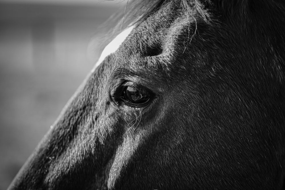 Wisdom Photography Art | Photographer David Wilson, LLC