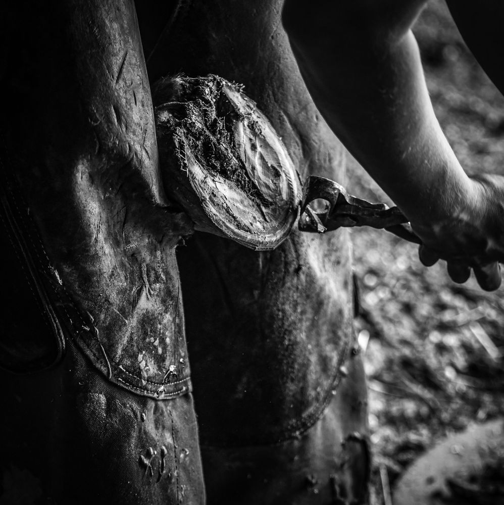Ranch Life Photography Art | Photographer David Wilson, LLC