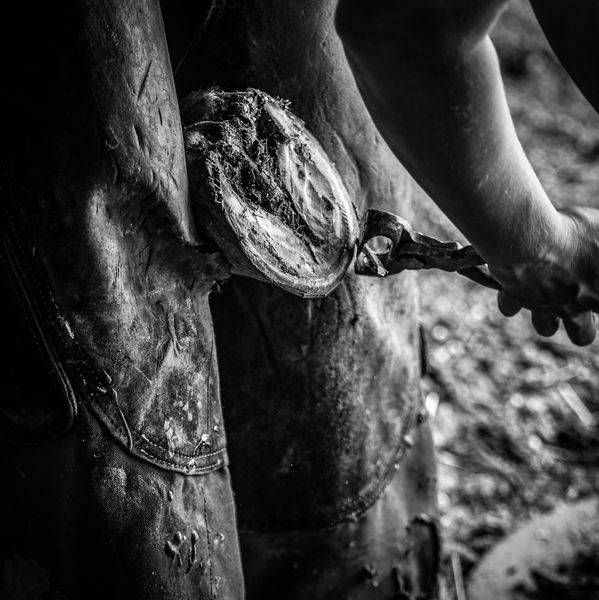 Ranch Life Photography Art | Photographer David Wilson, LLC
