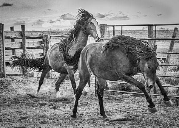 Roudy Photography Art | Photographer David Wilson, LLC
