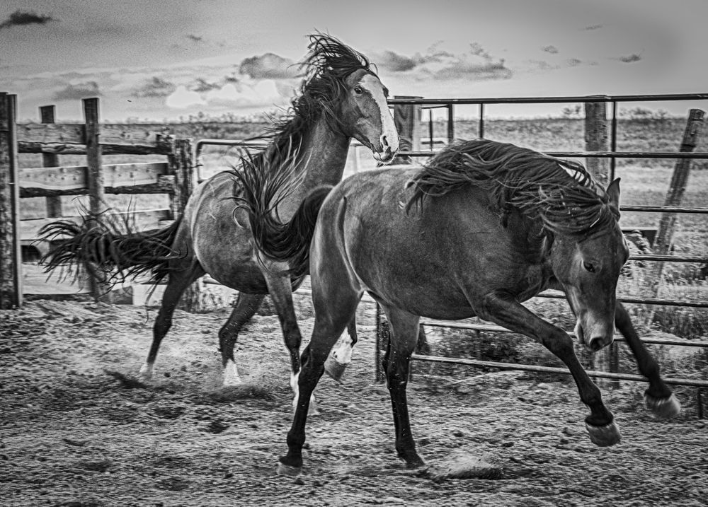Roudy Photography Art | Photographer David Wilson, LLC