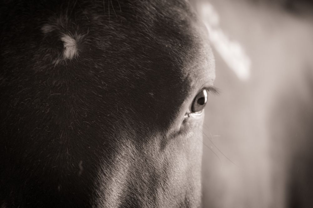 Annie Eyes Photography Art | Photographer David Wilson, LLC
