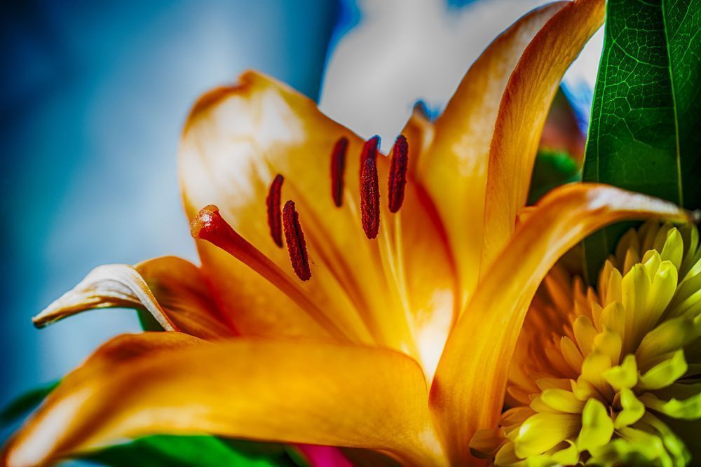 Vibrant Tenderness Photography Art | Photographer David Wilson, LLC