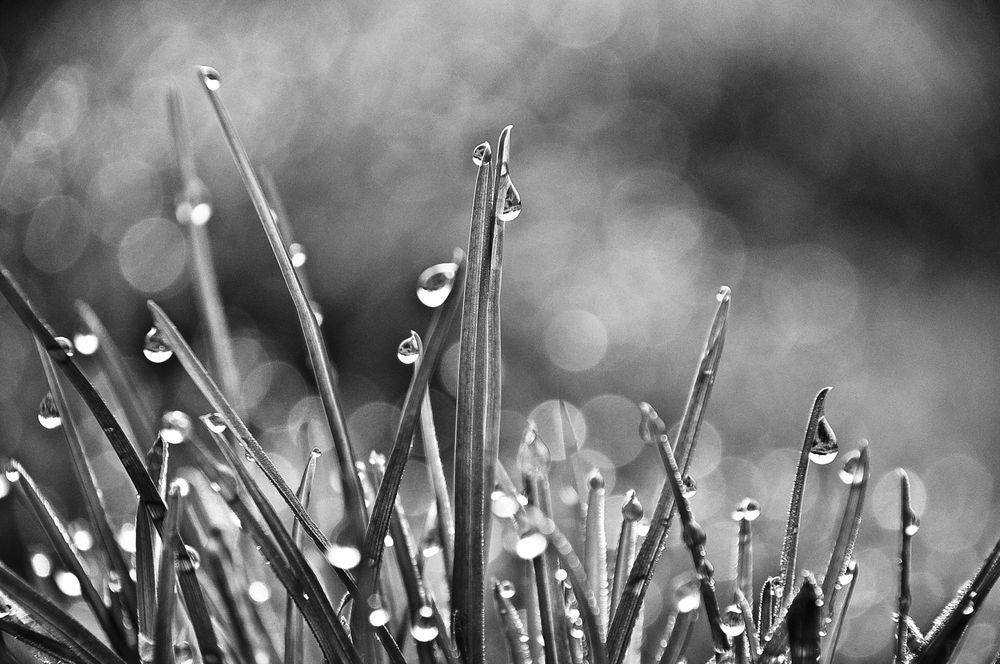 Morning Grace Photography Art | Photographer David Wilson, LLC