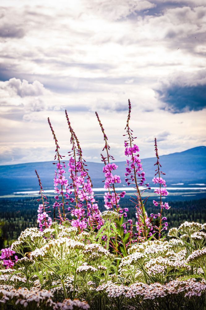 Denali Highway Fireweed