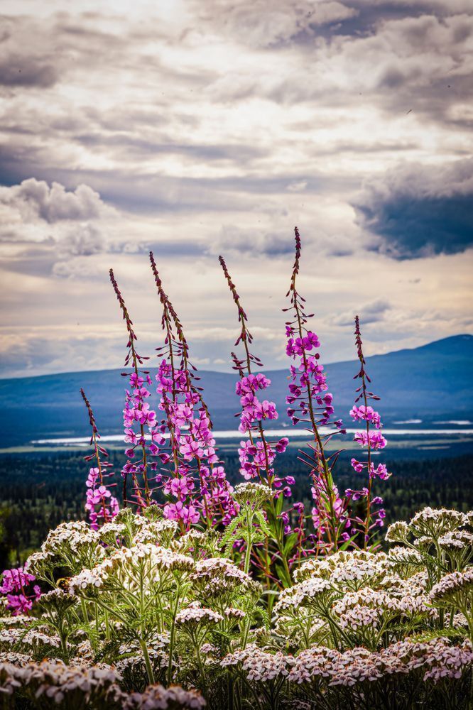 Denali Highway Fireweed