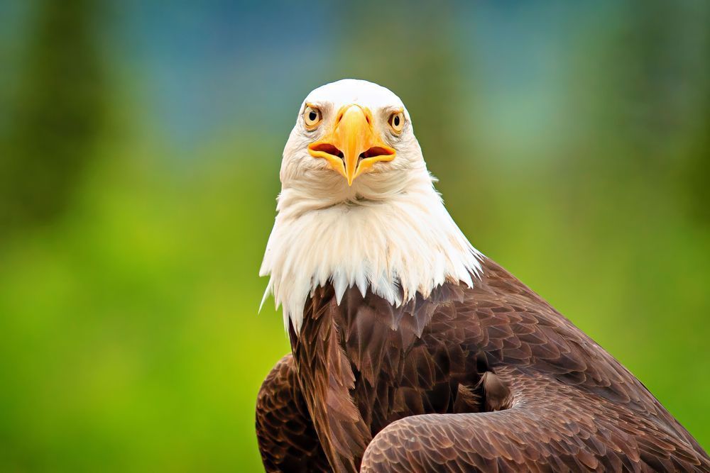 Eagle Ambassador