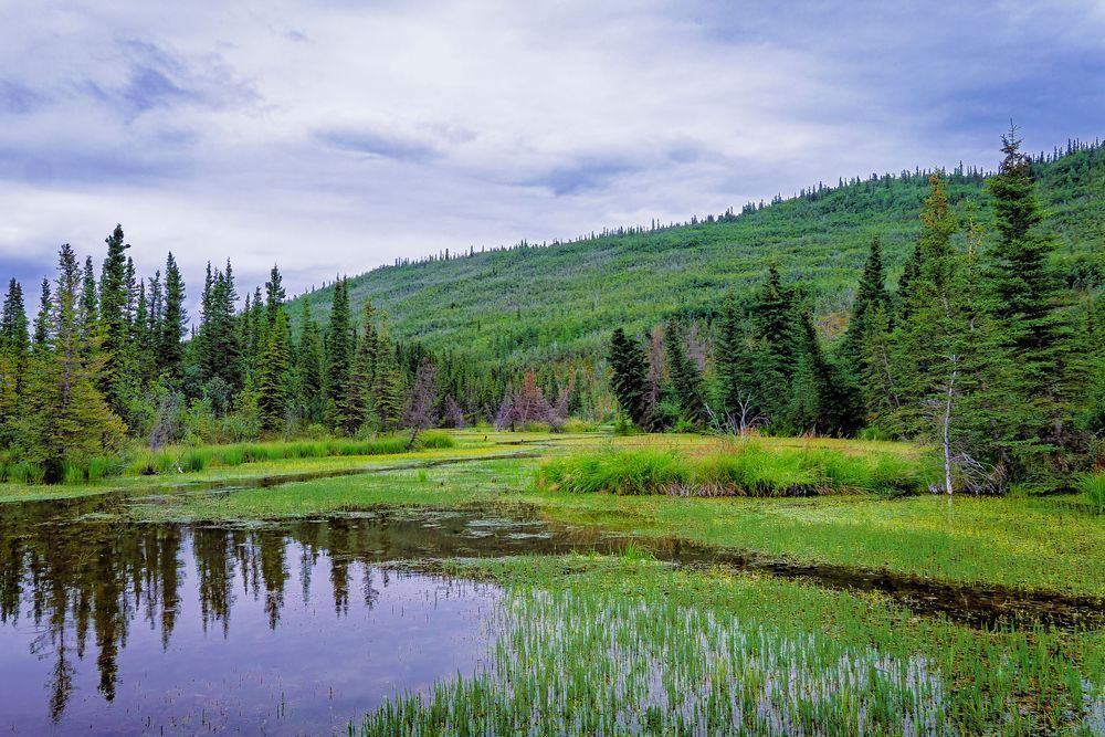 Spruce And Stillness Photography Art | David Plant Photography