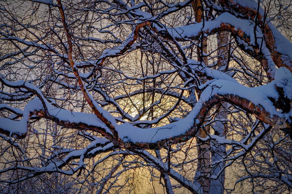 Snowy Embrace