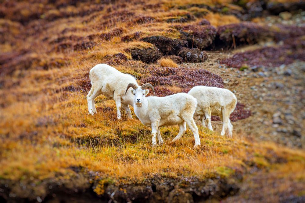 Vigilant Ewe