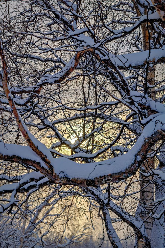 Winter's Essence