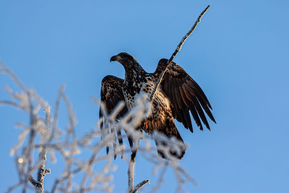 Wings of Winter