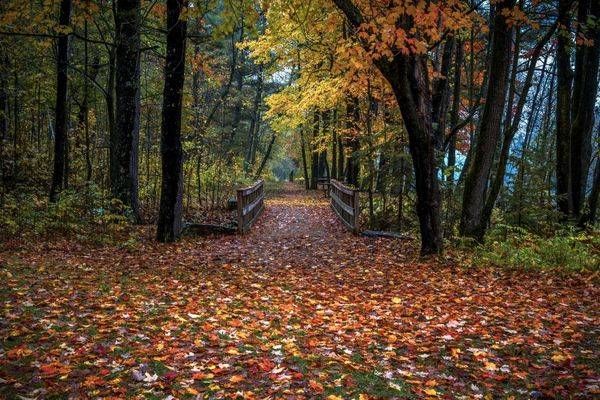 Autumn Bridge Minnesota Removable Wallpaper by William Drew Photography