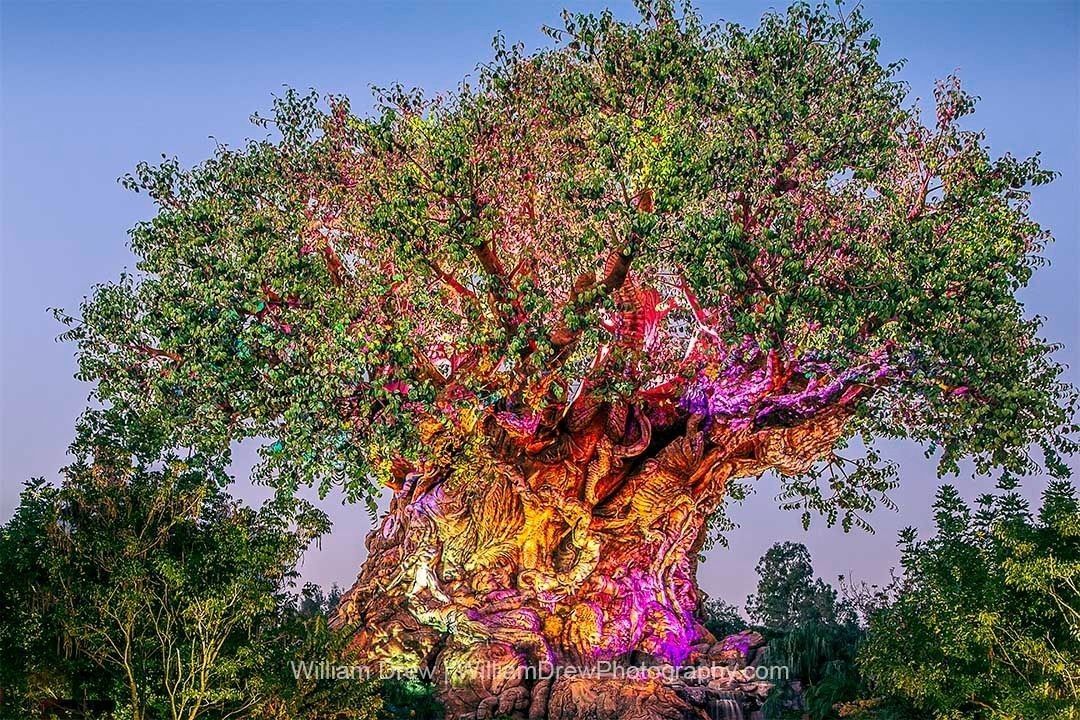 Disney's Animal Kingdom Tree of Life at Night Photograph