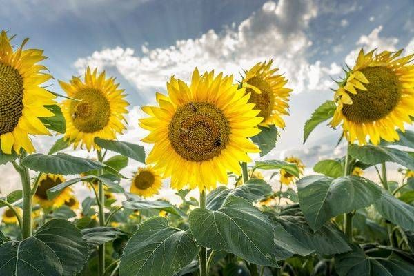 Sunflowers and Bumblebees | Fine Art Print | Hudson, WI
