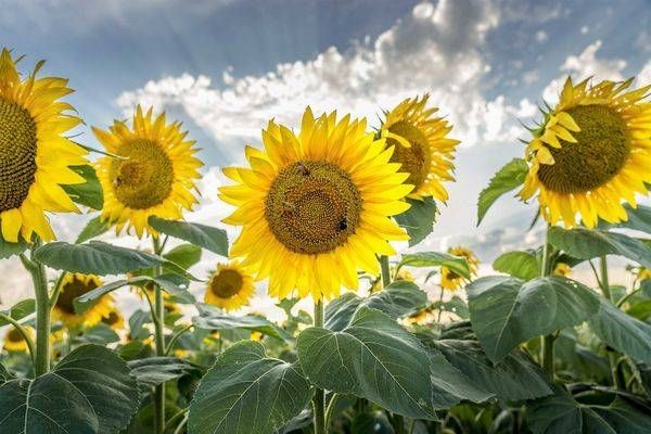 Sunflowers and Bumble Bees Wisconsin Removable Wallpaper by William Drew Photography
