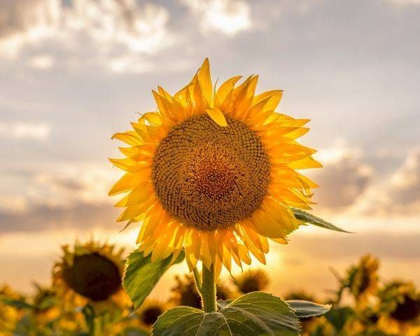 Sunflower Sunset | $19 Minnesota Print
