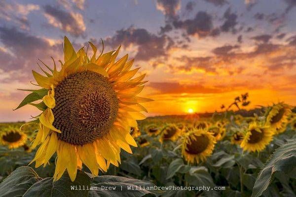 Fields Of Gold   Studio Print On Metal Photography Art | William Drew Photography