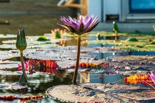 Lily Pond Reflections At Como Conservatory Photography Art | William Drew Photography
