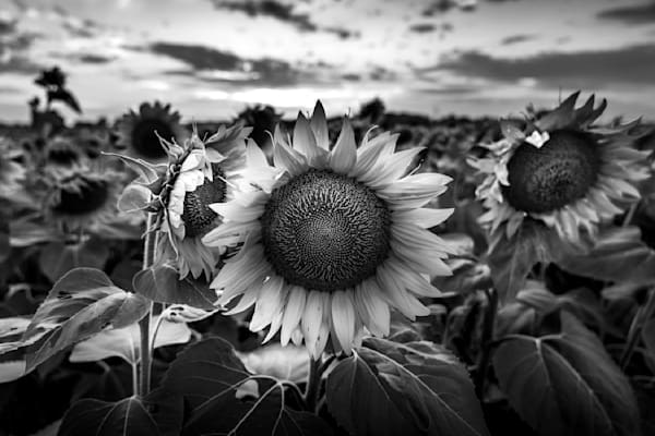 Monochrome Sunflower Print - Summer in Wisconsin