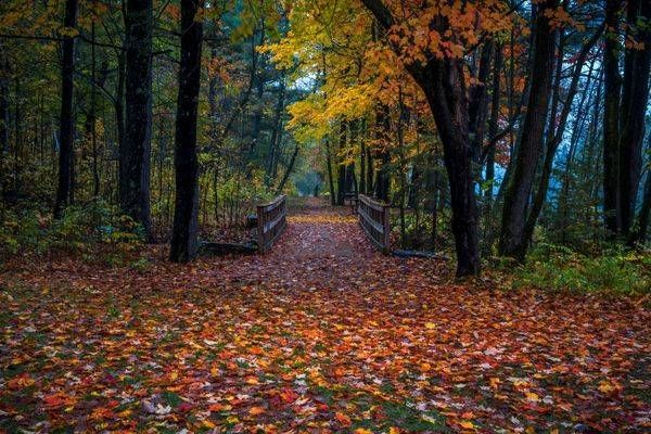 Autumn Bridge Minnesota Art by William Drew Photography