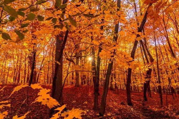 Autumn Dreamscape - Golden Fall Foliage Minnesota | William Drew