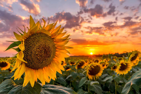 Fields of Gold Sunflower Sunset – Hudson Wisconsin Fine Art Print
