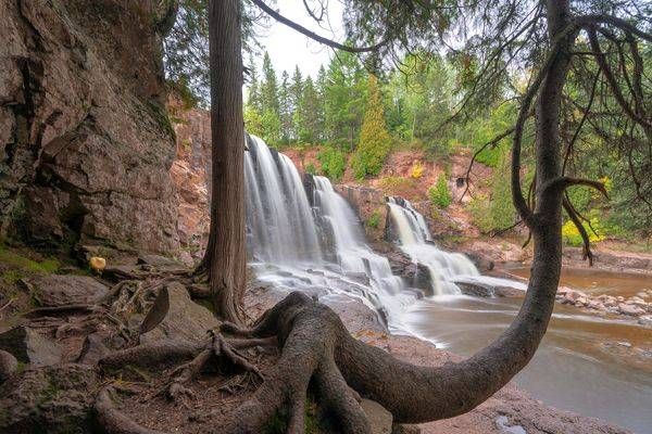 Gooseberry Falls Bent Tree Minnesota Art by William Drew Photography