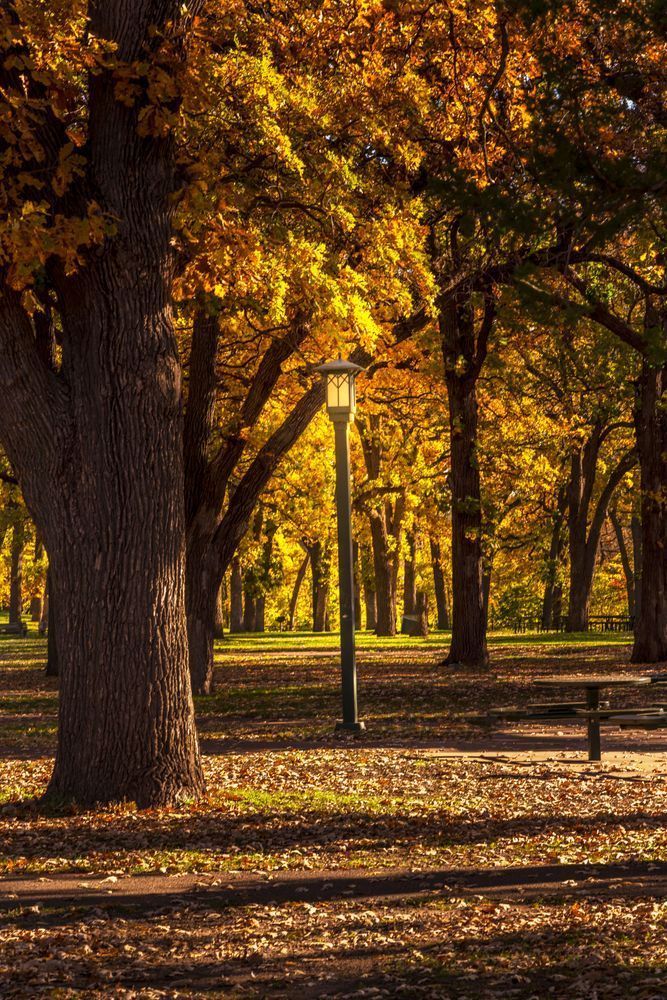 Autumn's Embrace - Tranquil Minnehaha Park Photography