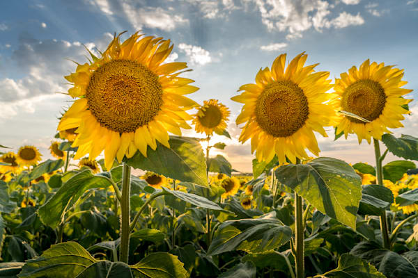 Sunshine and Sunflowers 2 Wisconsin Art by William Drew