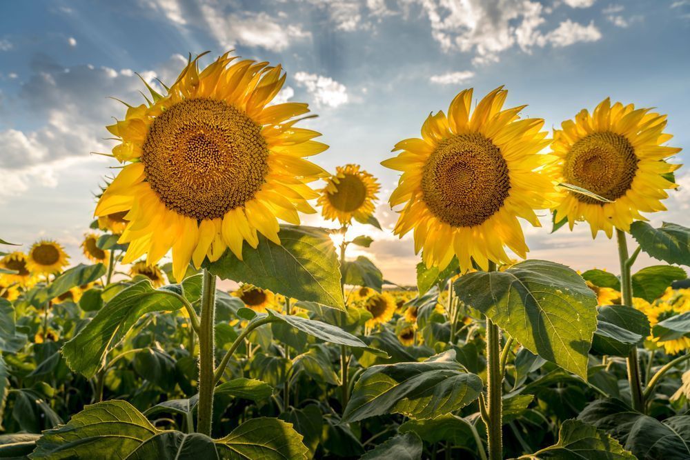 Sunshine and Sunflowers 2 Wisconsin Art by William Drew