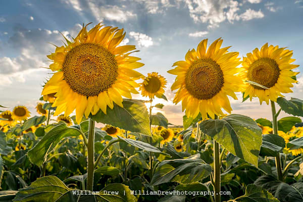 Sunshine and Sunflowers Wisconsin Removable Wallpaper by William Drew Photography