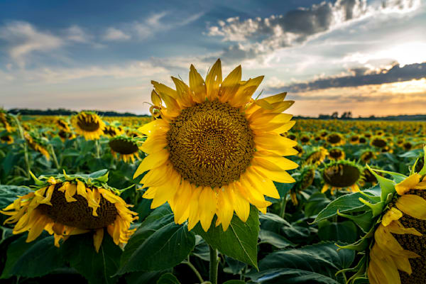 Sunflowers and Sunset 1 Wisconsin Art by William Drew Photography