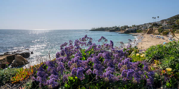 Sea Lavender at Heisler Park | Laguna Beach Coastal Wall Art